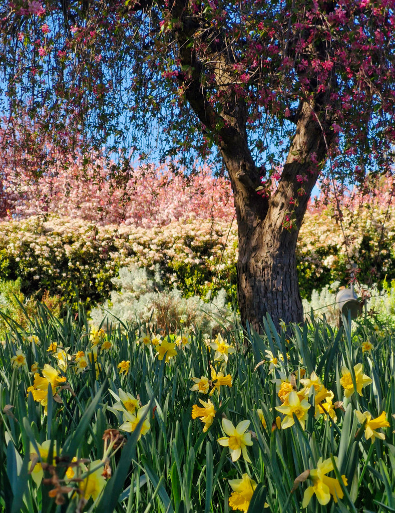 Magnets Trio Saumarez Homestead