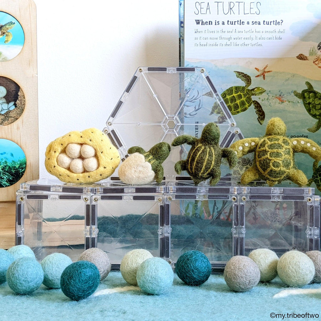 Felt Life cycle of Green Sea Turtle